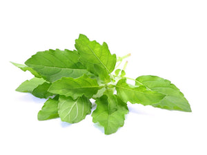 Benefits of Tulsi leaves